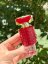 Rabanne Fame in Love Parfum Elixir parfém pro ženy